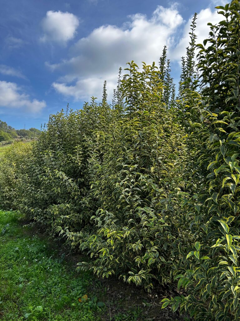 Ligustrum superbum aureum