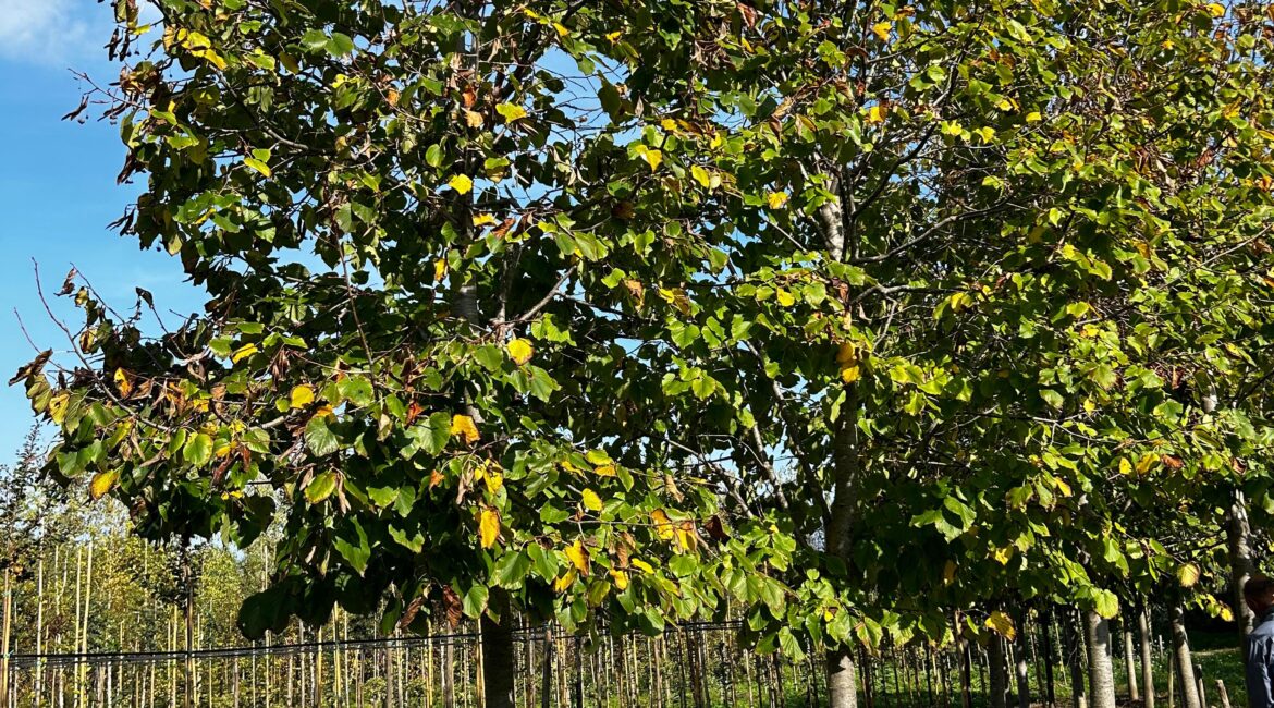 Tilia hyb argentea